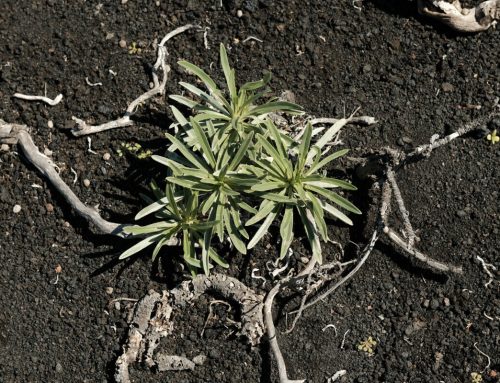 Fotoausstellung: Im Vorübergehen